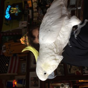 Mike and cockatoo