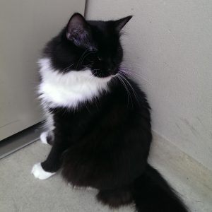 Blind kitty, sniffing us out (photo: Mike Baehr)