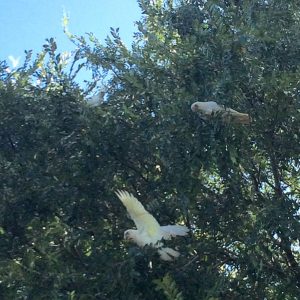 Wild cockatoos in the park