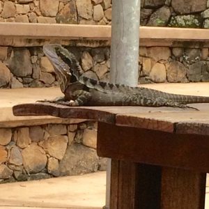 Big Lizard in Bangalow Post Office's Backyard